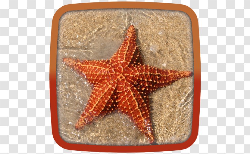 Crown-of-thorns Starfish Regeneration Sea Marine Habitats - Silhouette Transparent PNG