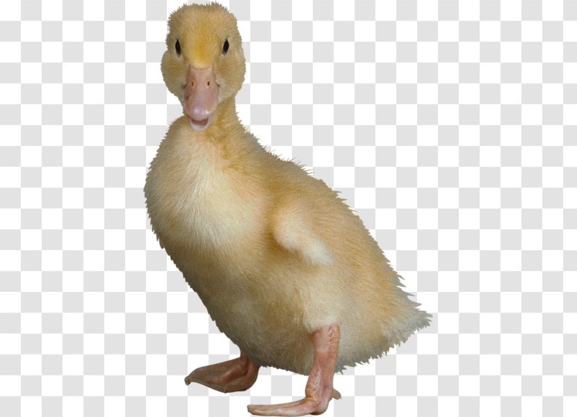 Indian Runner Duck Cygnini American Pekin Goose - Poultry Transparent PNG