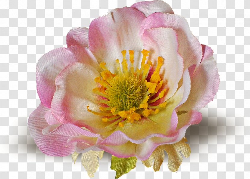 Flowering Plant Petal Peony - Thanks Giving Transparent PNG