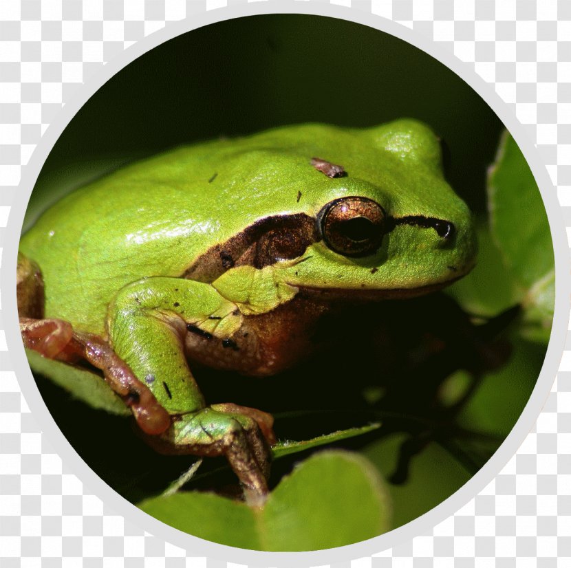 Pays D'Auge Nature Et Conservation Fauna Tree Frog Natural Heritage - True Transparent PNG