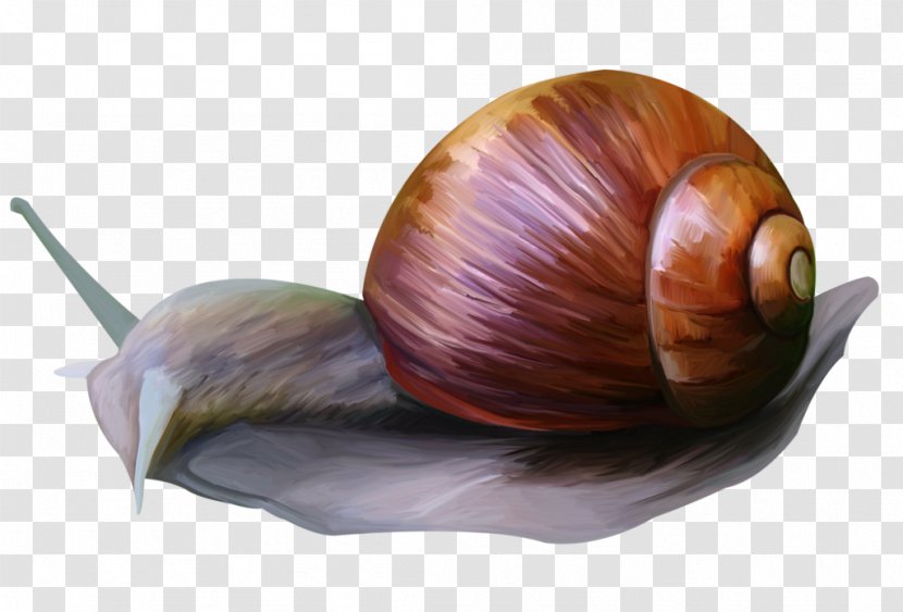 Snail Animal Clip Art Picture Frames Shallot - Snails And Slugs Transparent PNG