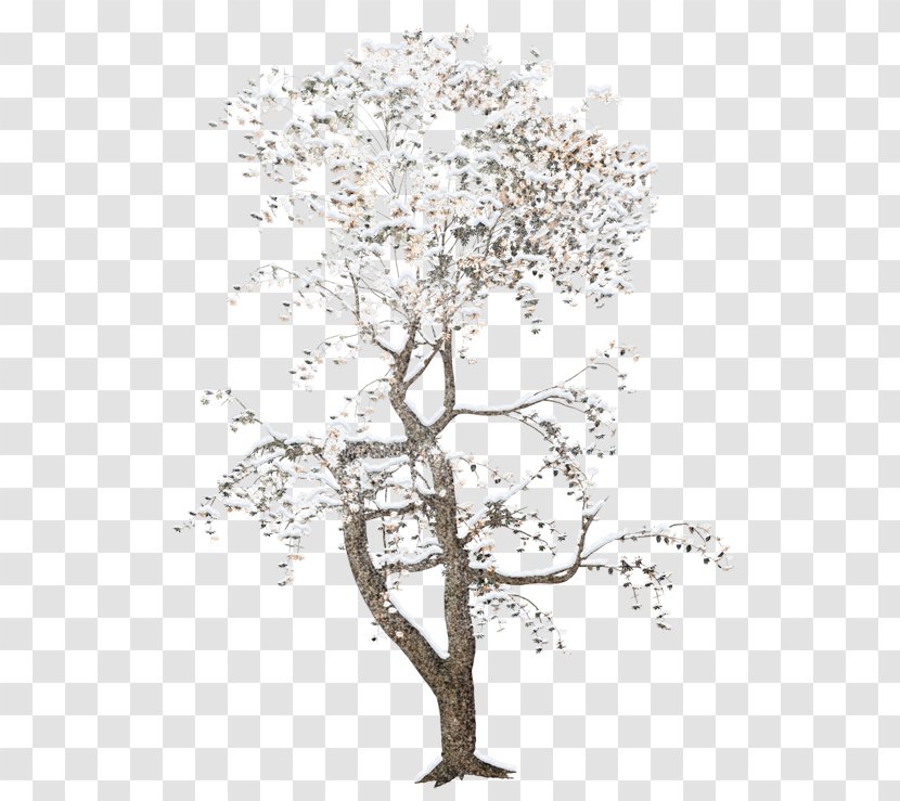Tree Rendering - Flowering Plant Transparent PNG