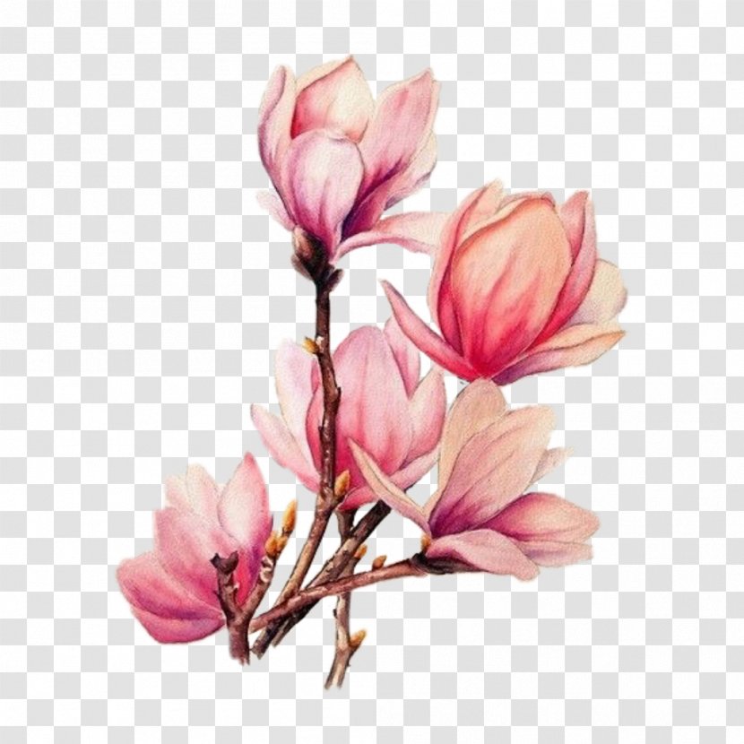Watercolor Painting Drawing Tattoo Watercolour Flowers - Petal - Magnolia Flower Branches Transparent PNG