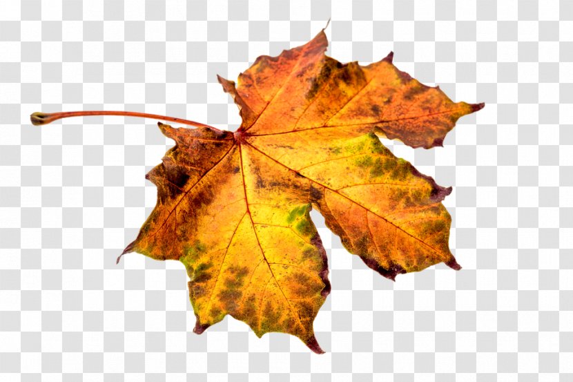 Autumn Leaf Color Eastern Black Walnut Maple - Clipart Transparent PNG