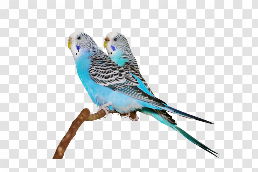 Budgerigar Bird Cockatiel Finch Cockatoo - Parrot Transparent PNG