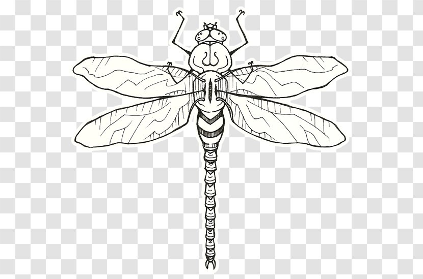 Insect Pollinator Line Art Clip - Black And White Transparent PNG