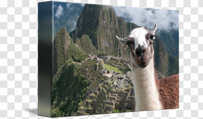 Machu Picchu Llama Inca Empire New7Wonders Of The World Photobombing - Altiplano Transparent PNG