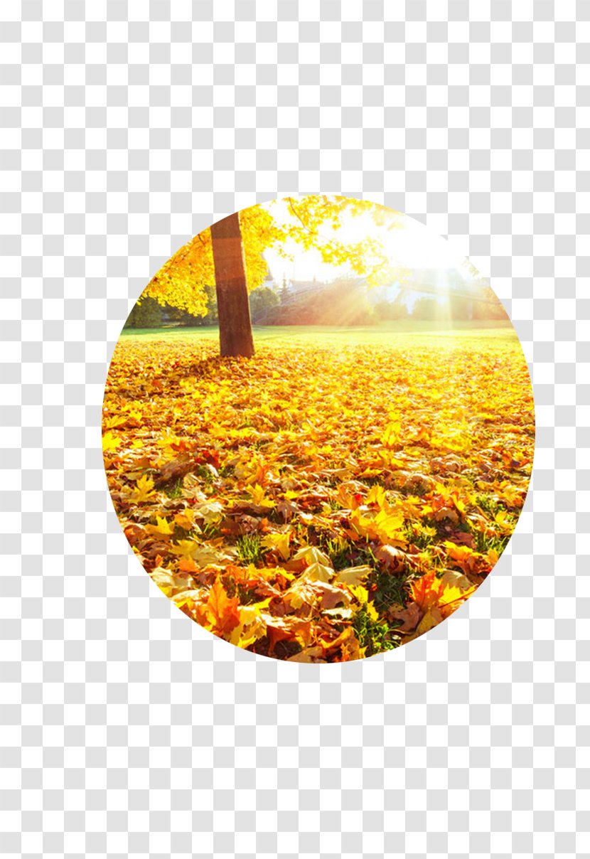 Autumn Deciduous Photography Summer - Season - Fan Transparent PNG