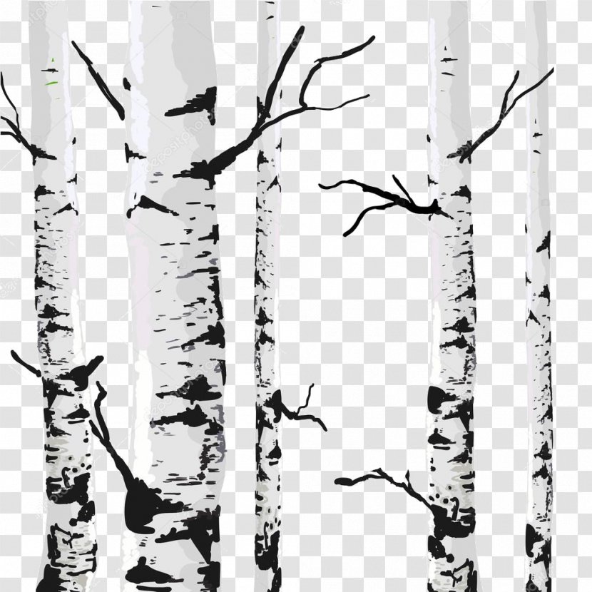Royalty-free Birch Drawing - Royaltyfree - Tree Transparent PNG