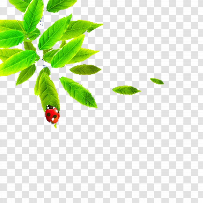 Taobao Euclidean Vector - Leaf - Ladybug Leaves Transparent PNG