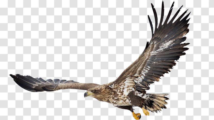 Bald Eagle White-tailed Bird Hawk Transparent PNG