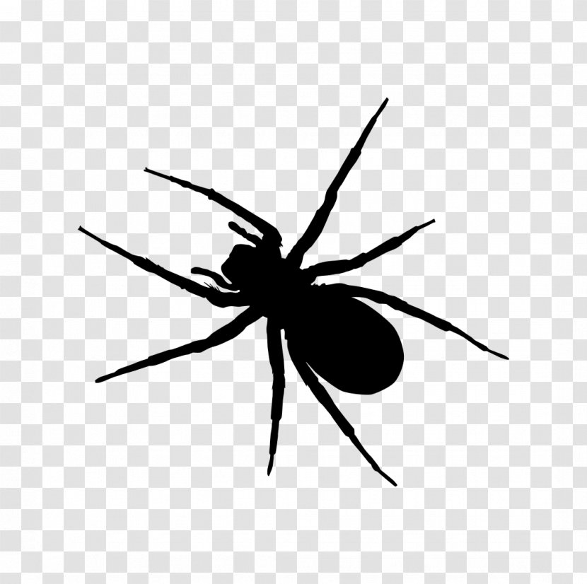 Widow Spiders Insect Clip Art - Arthropod - Spider Transparent PNG