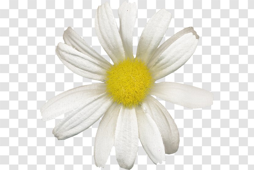 Common Daisy Oxeye Chamomile Margarita Transparent PNG