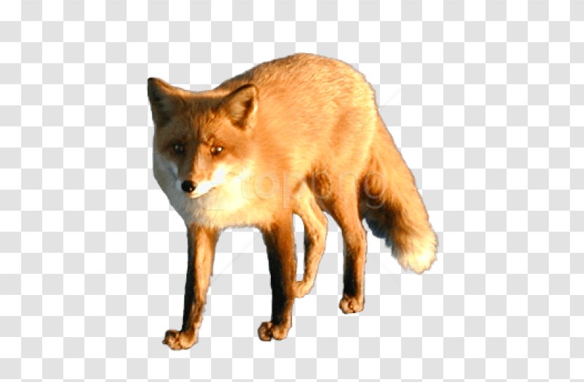 Red Fox Image Dhole - Wildlife Transparent PNG