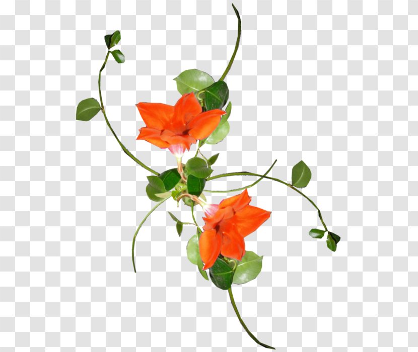 Liana Floral Design Cut Flowers Clip Art - Plant - Flower Transparent PNG