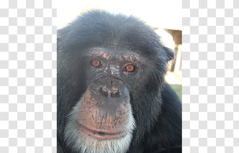 Common Chimpanzee Gorilla Primate Monkey Siamang - Fur Transparent PNG
