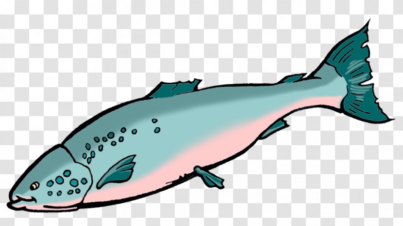 Porpoise Animal Marine Biology Mammal Clip Art - SALMON Transparent PNG