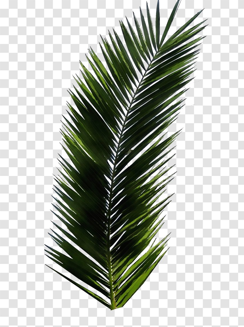 Cartoon Palm Tree - Flower - Houseplant Cycad Transparent PNG