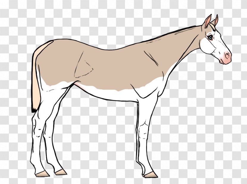 Mule Foal Stallion Colt Mare - Mustang Transparent PNG