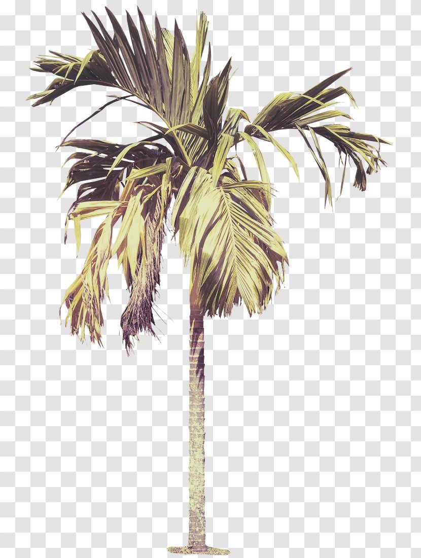 Palm Tree - Borassus Flabellifer - Sabal Palmetto Elaeis Transparent PNG