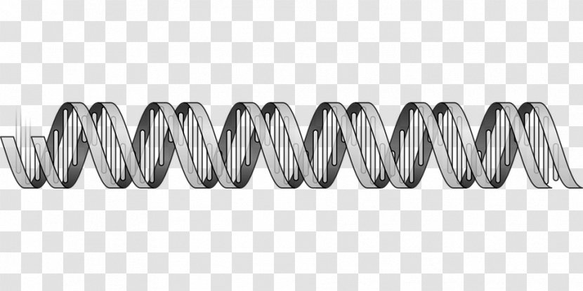 Nucleic Acid Double Helix DNA Sequence Biology - Cell Transparent PNG