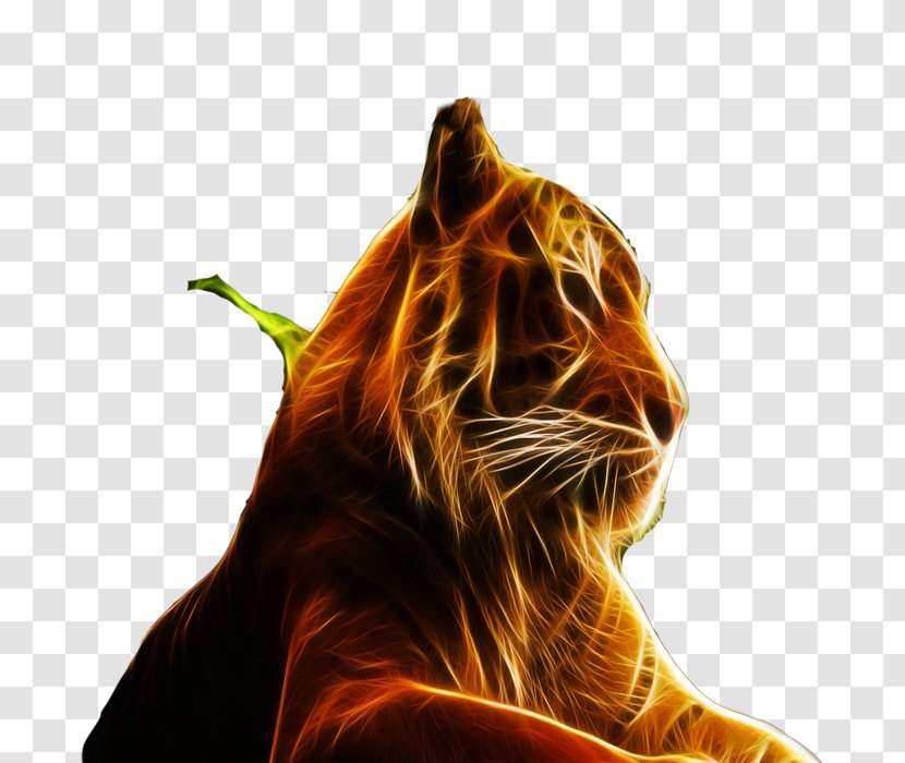 Tiger Felidae High-definition Television Display Resolution Wallpaper - Lion - Fire Jaguar Transparent PNG