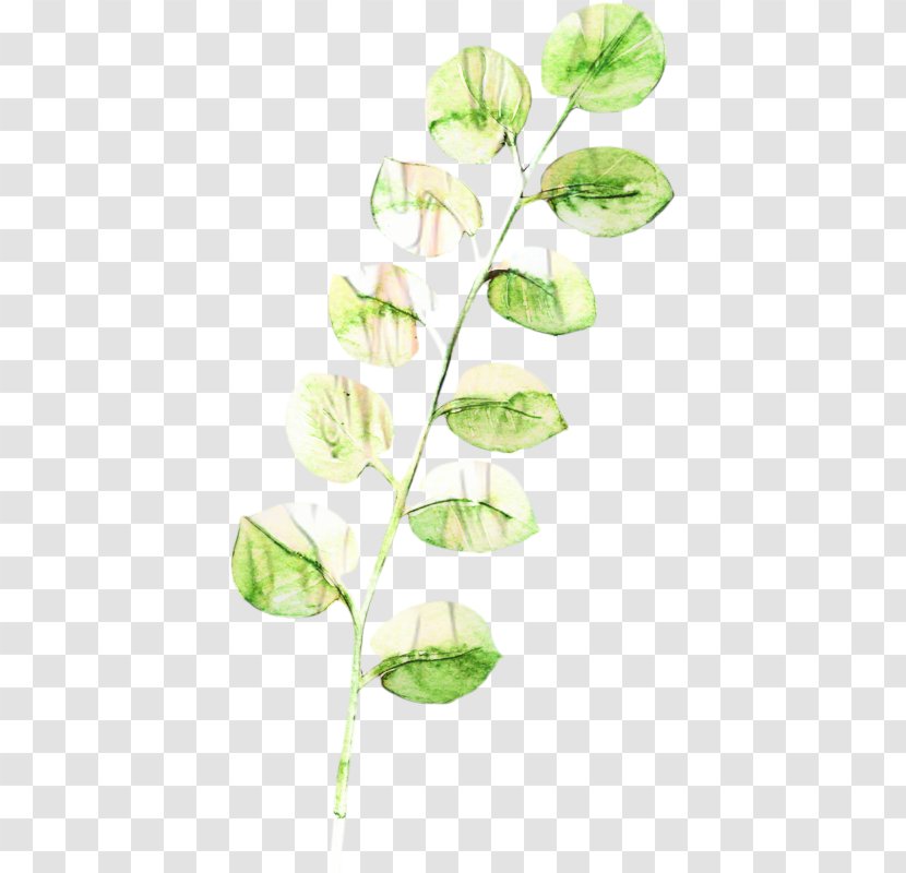 Flowers Background - Plants - Sweet Peas Alismatales Transparent PNG