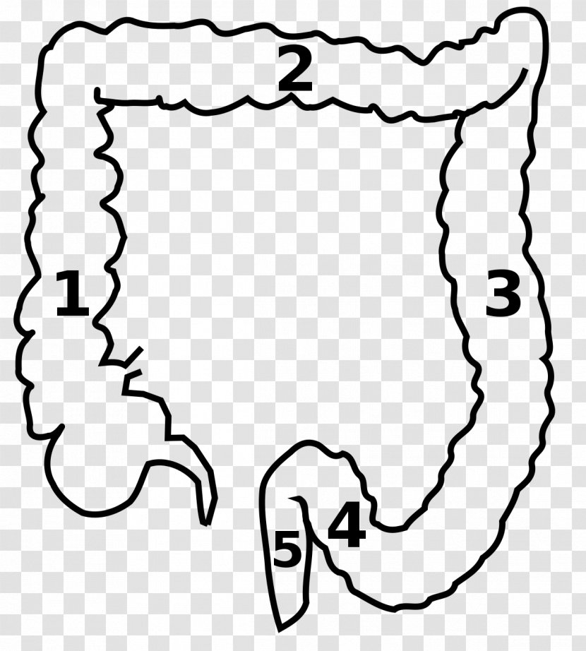 Descending Colon Large Intestine Transverse Sigmoid Ascending - Heart - Cartoon Transparent PNG