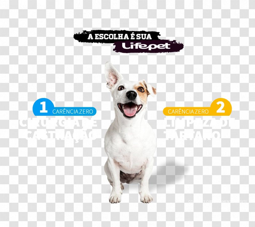 Dog Breed Companion Puppy Pet - Undo Transparent PNG