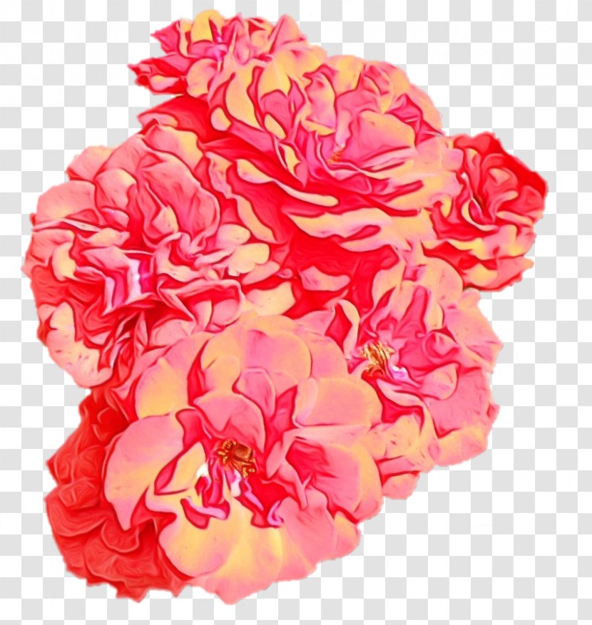 Garden Roses Cabbage Rose Floribunda Cut Flowers - Common Peony Transparent PNG