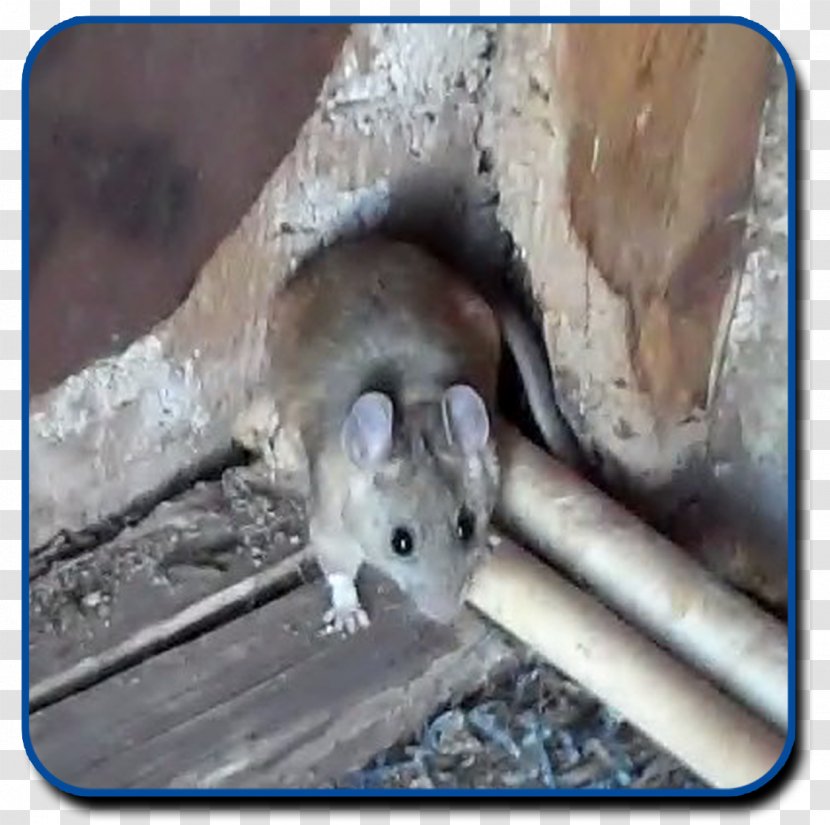 Gerbil Rodent Mouse Black Rat Pack - Muridae - & Transparent PNG