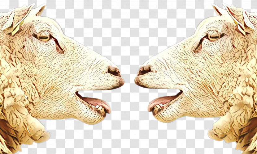 Goats Nose Livestock Snout Animal Figure Transparent PNG