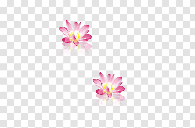 Pink Nelumbo Nucifera Download - Flowering Plant - Lotus Transparent PNG
