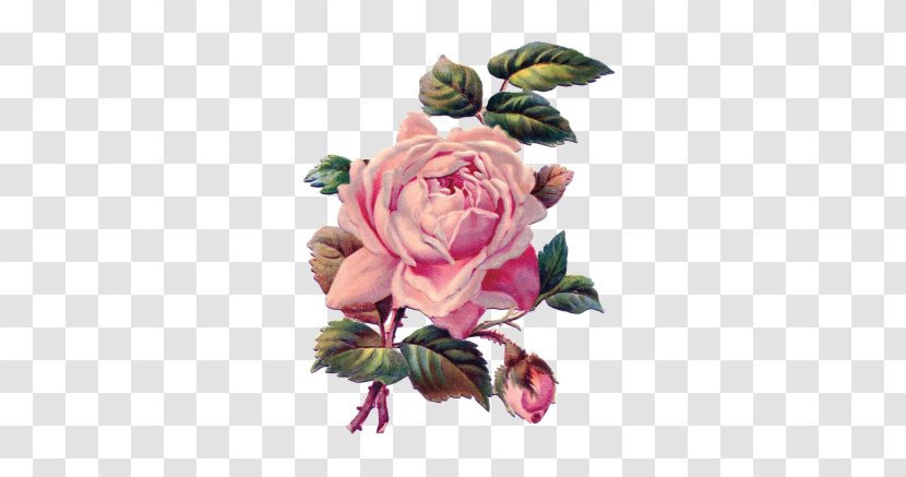 Garden Roses Pittock Mansion Sticker Flower - TROPICAL Transparent PNG