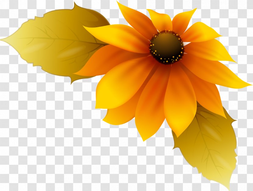 Flower Drawing Petal Clip Art - Sunflower Decorative Material Transparent PNG