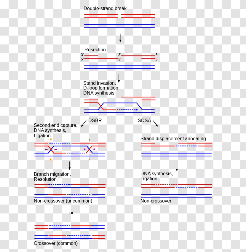 Holliday Junction Homologous Chromosome Chromosomal Crossover Genetic Recombination - Text - Break Transparent PNG
