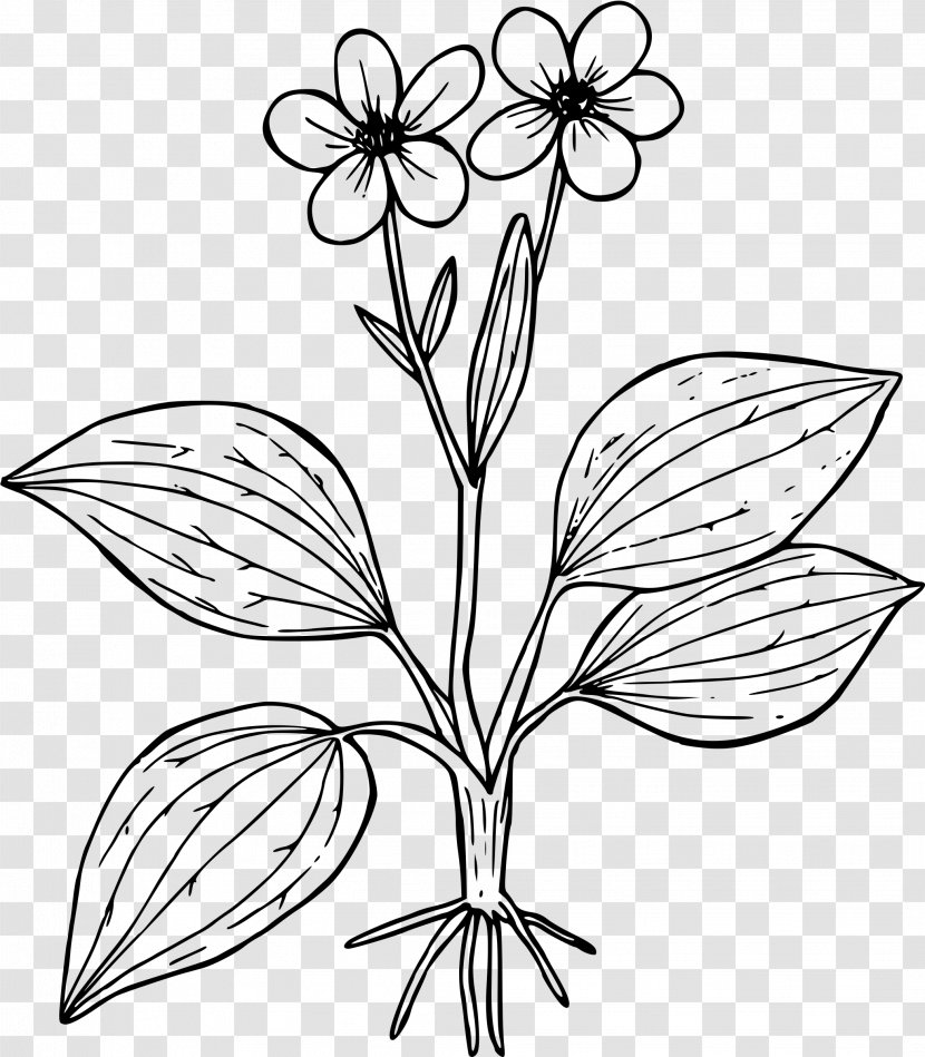 Coloring Book Flower Worksheet Ranunculus Glaberrimus Clip Art - Flora - Plantain Transparent PNG