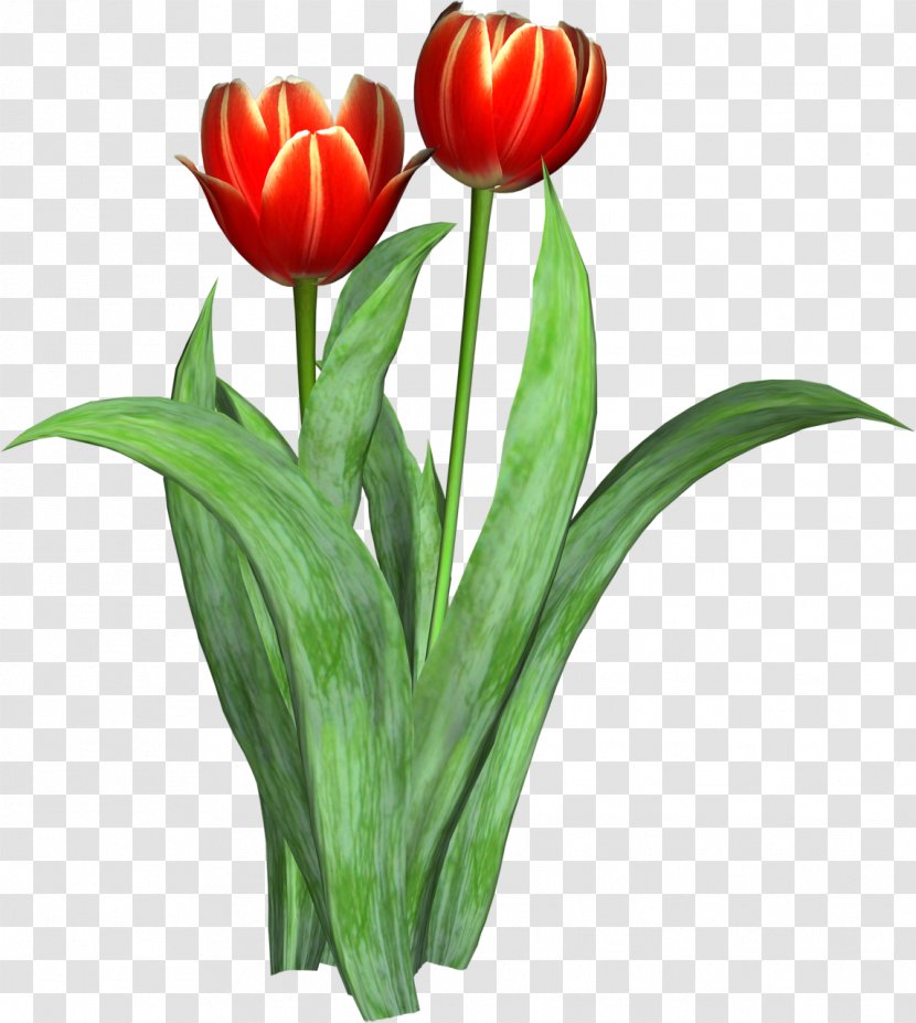 Tulip Cut Flowers Clip Art - Floristry Transparent PNG