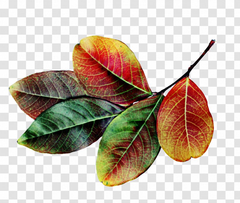 Autumn Leaf Color - Plant - Meet Early Transparent PNG
