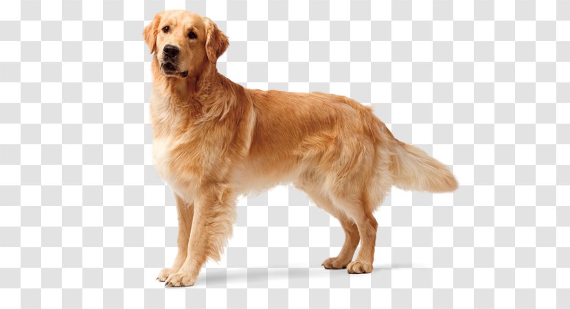 The Golden Retriever Labrador Puppy Boxer - Carnivoran Transparent PNG