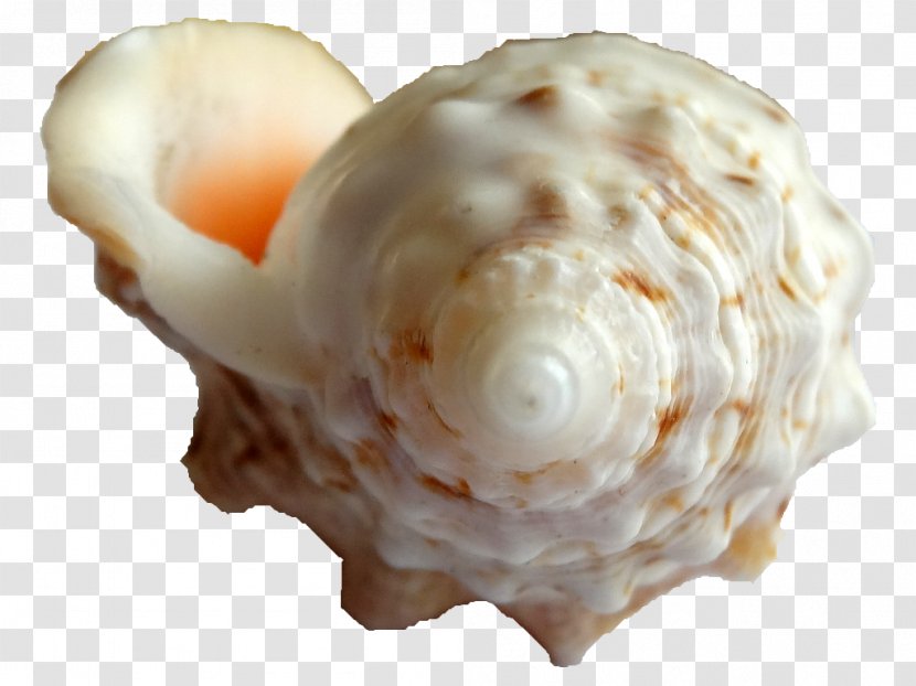 Clam Seashell Scallop Conch Strombus - Cereal Transparent PNG
