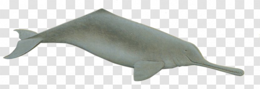 Ganges Tucuxi Porpoise Indus River Dolphin - Amazon Transparent PNG