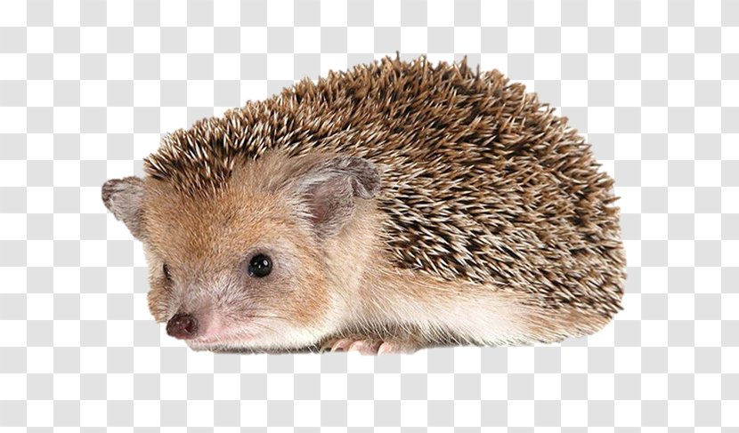 Hans My Hedgehog Dog - Domesticated - Aztec Print Transparent PNG