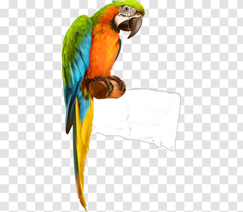 Parrot Bird Macaw - Common Pet Parakeet Transparent PNG
