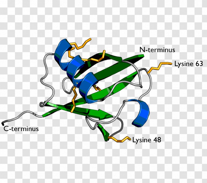 Ubiquitin Ligase Lysine Proteasome Ubiquitin-conjugating Enzyme - Organism - Fox No Buckle Diagram Transparent PNG