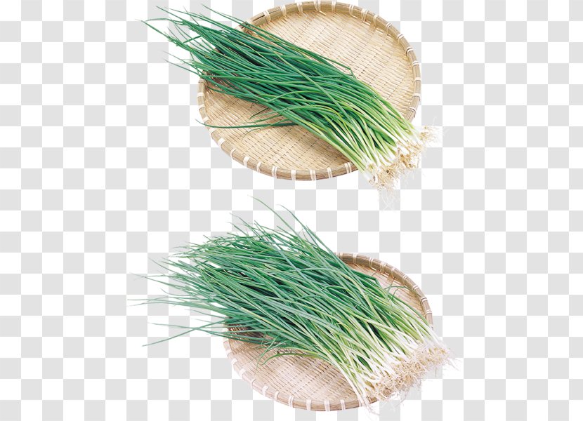 Vetiver Onion Garlic Clip Art - Herb Transparent PNG