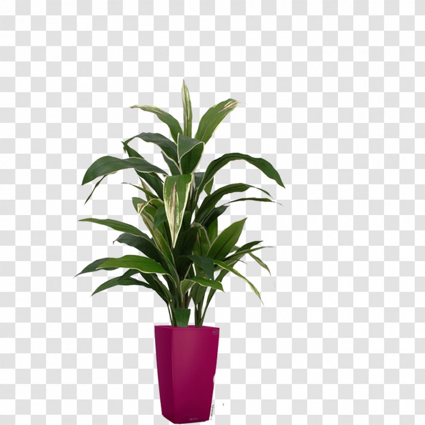 Leaf Flowerpot Houseplant Tree Dracaena - Plant Transparent PNG