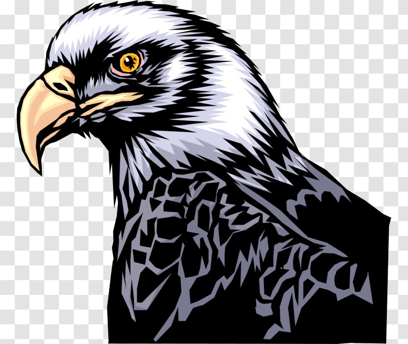 Bird Eagle Of Prey Hawk Accipitridae - Bald - Kite Falcon Transparent PNG