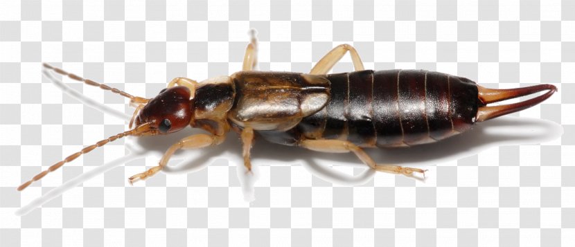 Forficula Auricularia Insect Wing Earwig - Scenery Transparent PNG