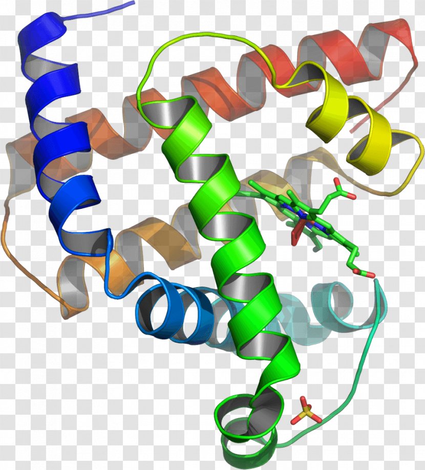Protein Tertiary Structure Myoglobin Amino Acid - Vecteur Transparent PNG